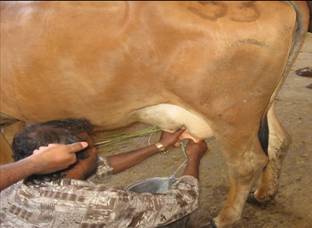 cattle_handmilking